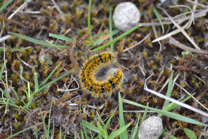 Rups van de kleine hageheld