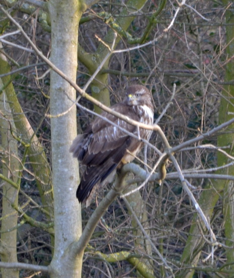 Buizerd
