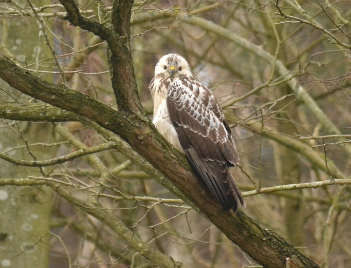 Blonde buizerd