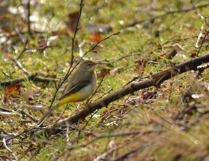 Grote gele kwikstaart