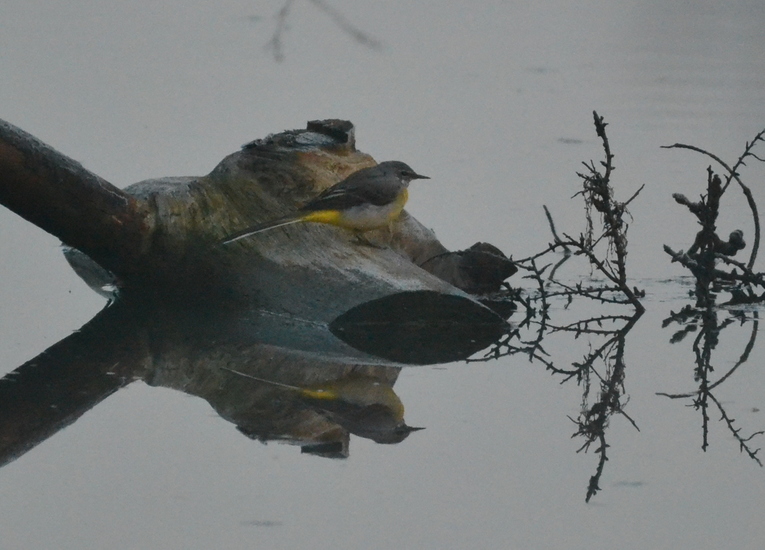 Grote gelekwikstaart