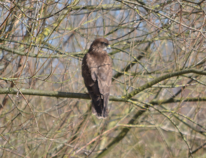Buizerd