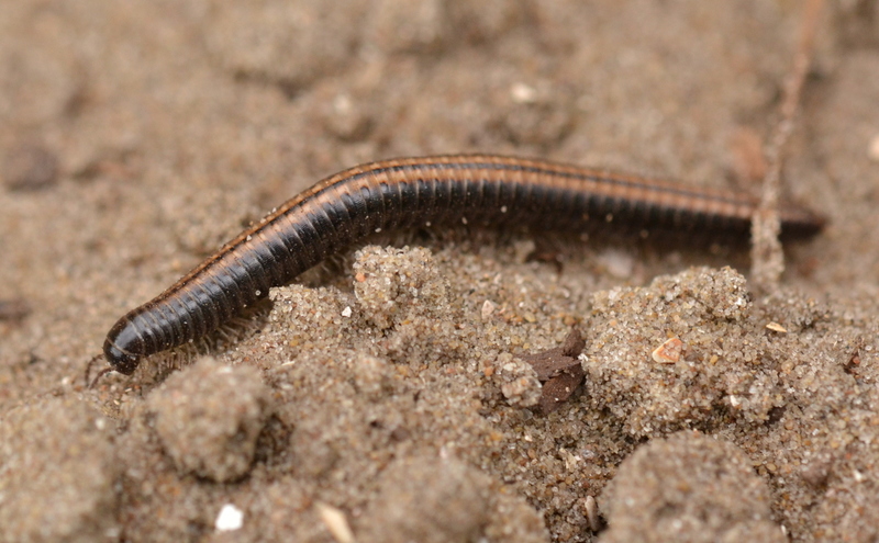 Grote tweestreep miljoenpoot