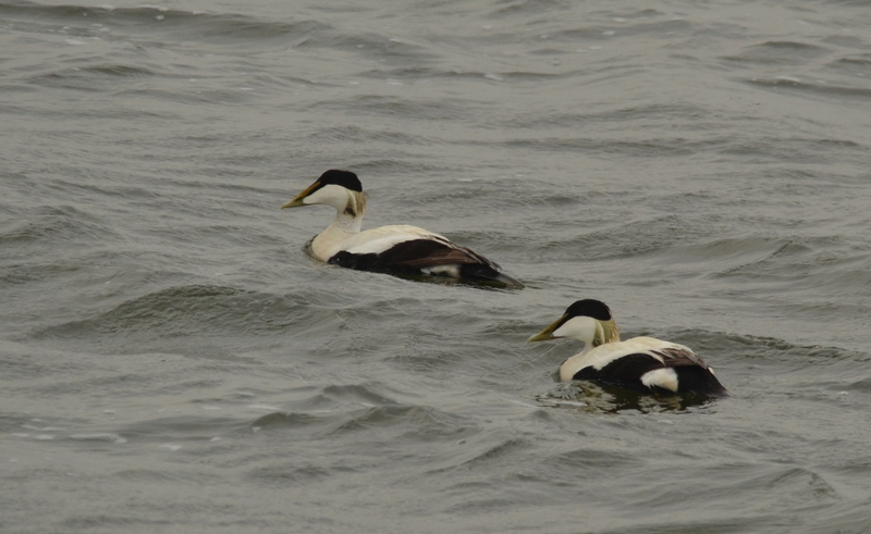 Eider