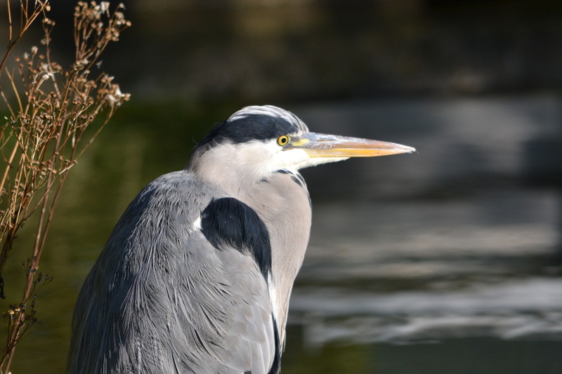 Blauwereiger