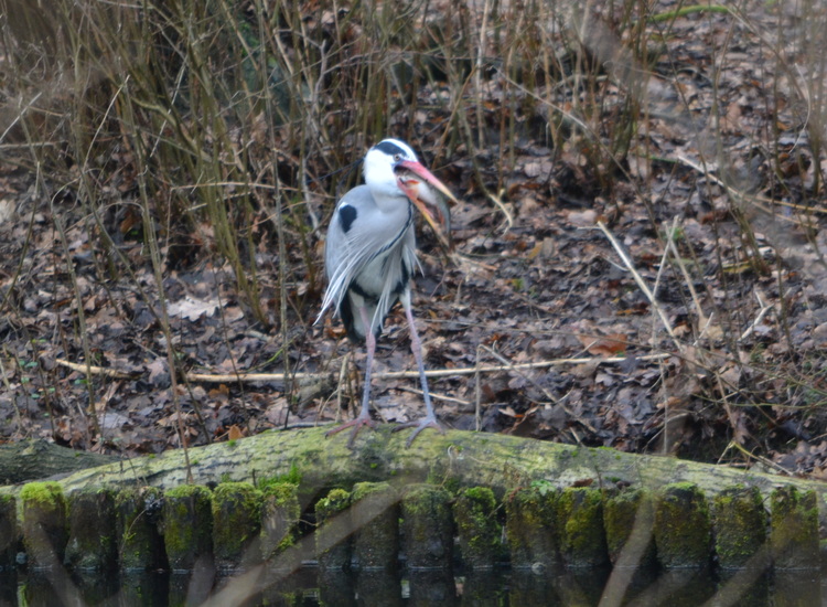 Blauwereiger