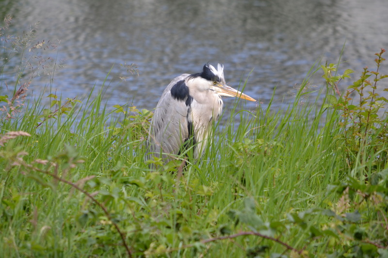 Blauwereiger