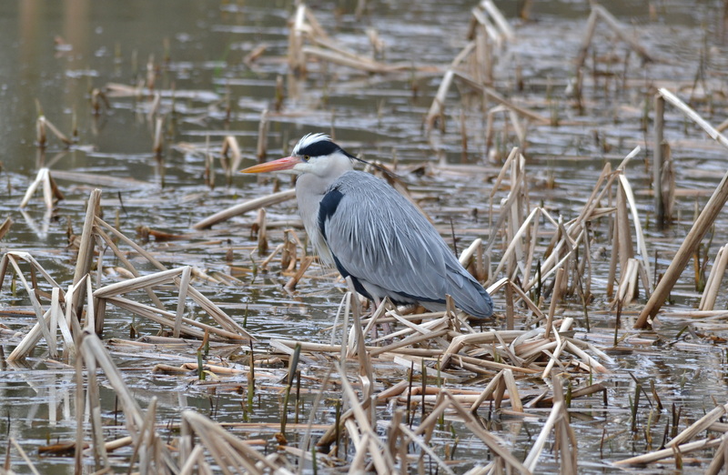 Blauwereiger