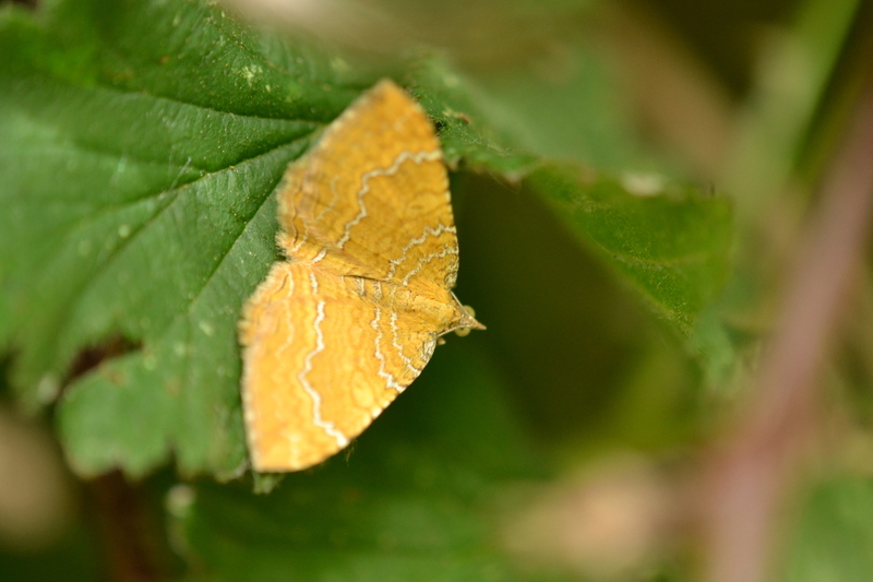 Gestreepte goudspanner Camptogramma bilineata