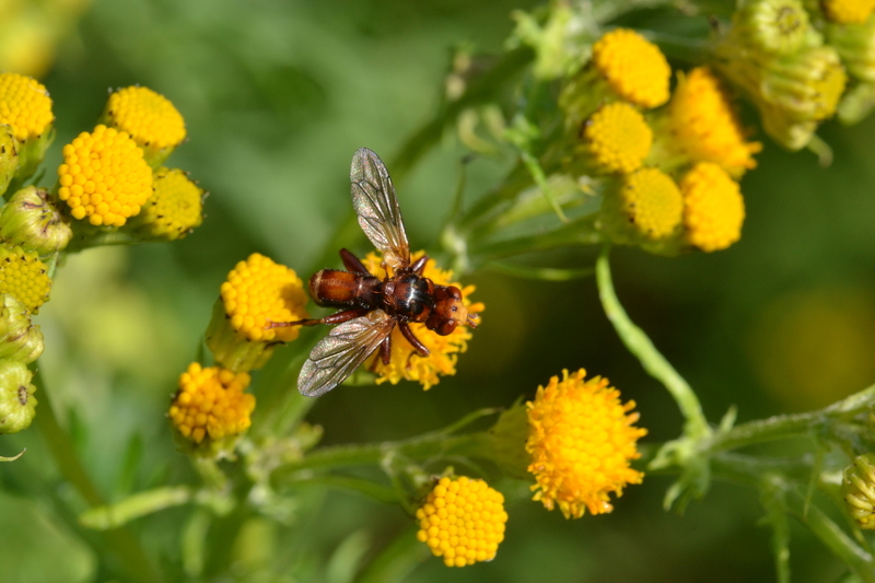 Roestbruine kromlijf
