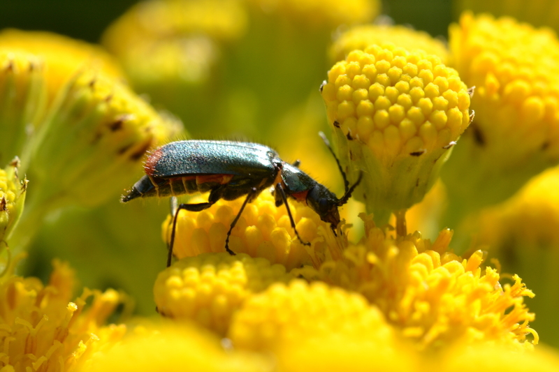 Roodtip bastaardweekschildkever