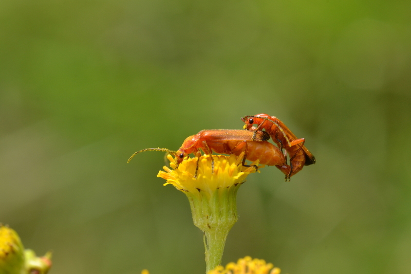 Kleine rode weekschildkever