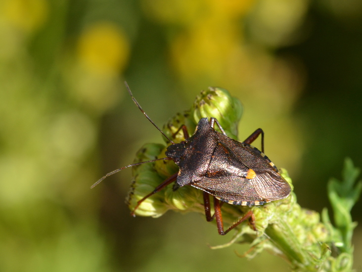 Boswants of roodpootschildwants