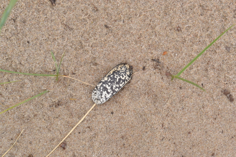 Schild van de julikever