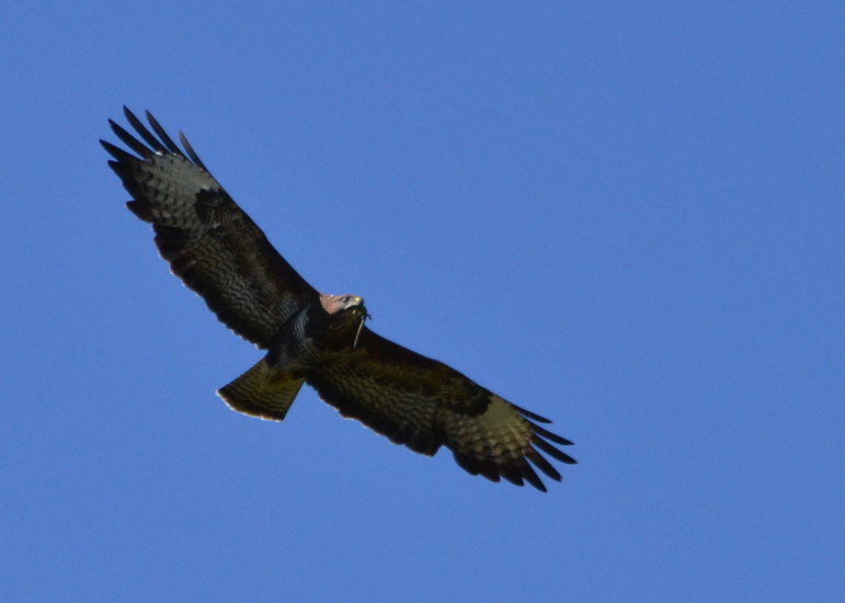 Buizerd.