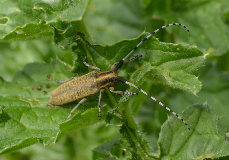 Distelboktor ( Agapanthia villosoviridescens ).