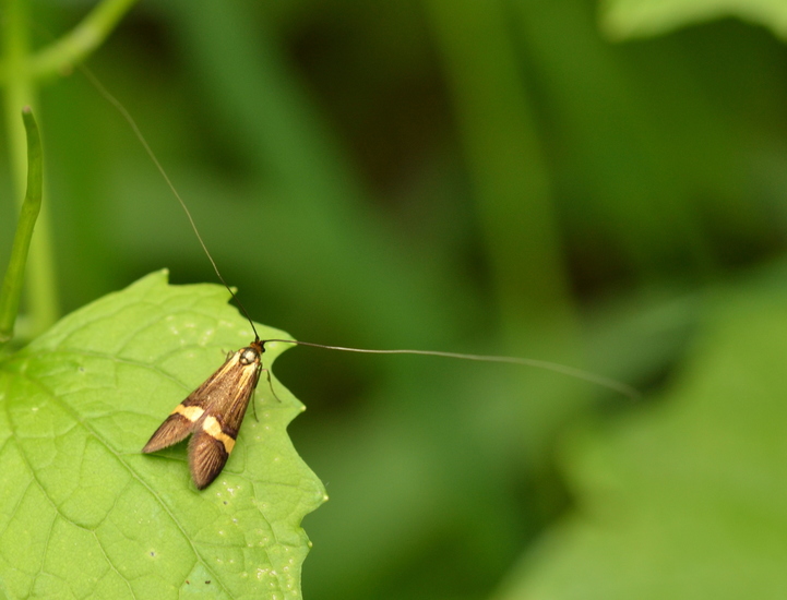 Geelbandlangsprietmot - (Nemophora degeerella)