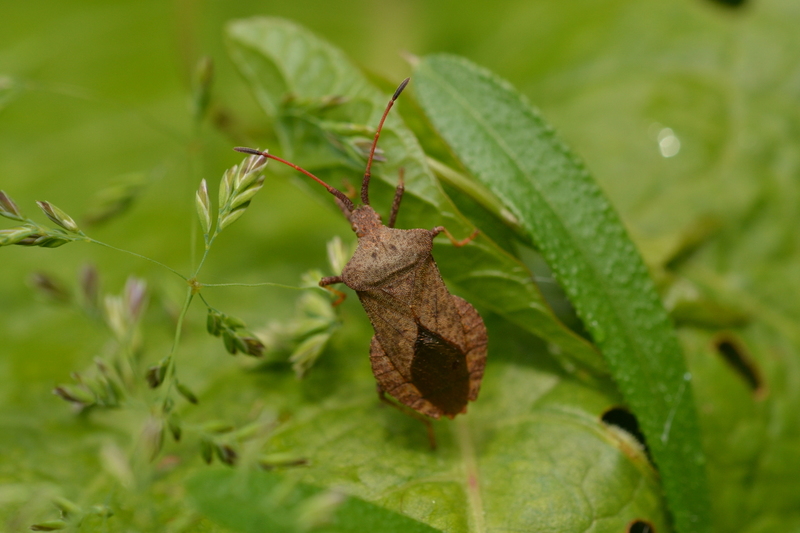 Zuringrandwants (Coreus marginatus).