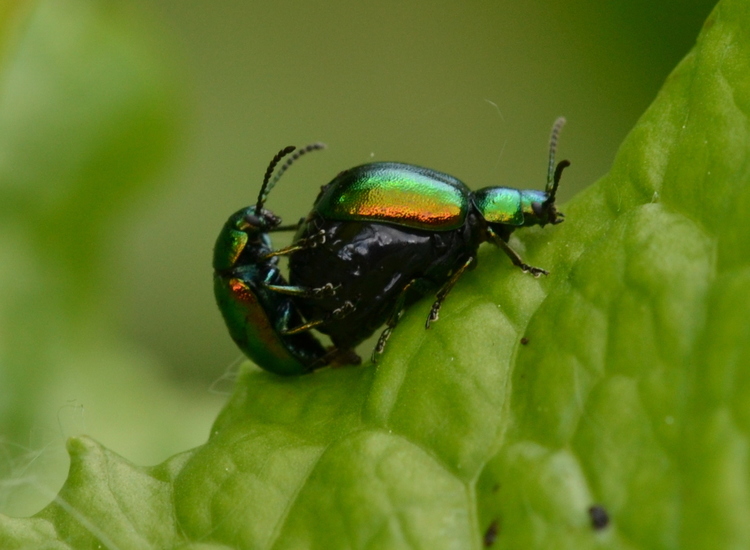 Groen zuringhaantje (Gastrophysa viridula).
