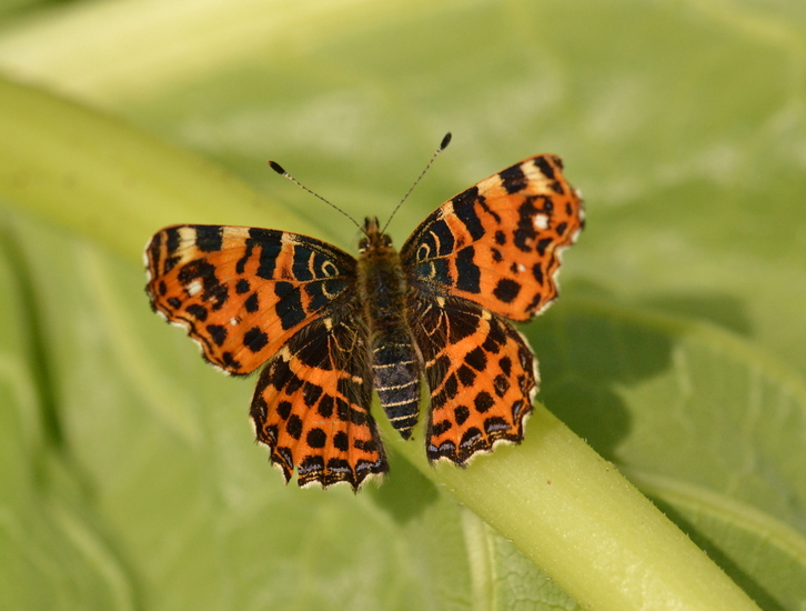 Landkaartje (voorjaars vorm)