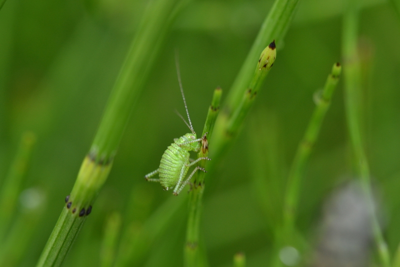 Nimf van een sprinkhaan