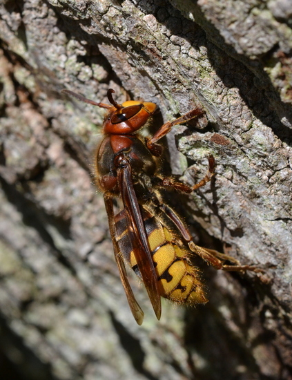 Hoornaar (Vespa crabro)