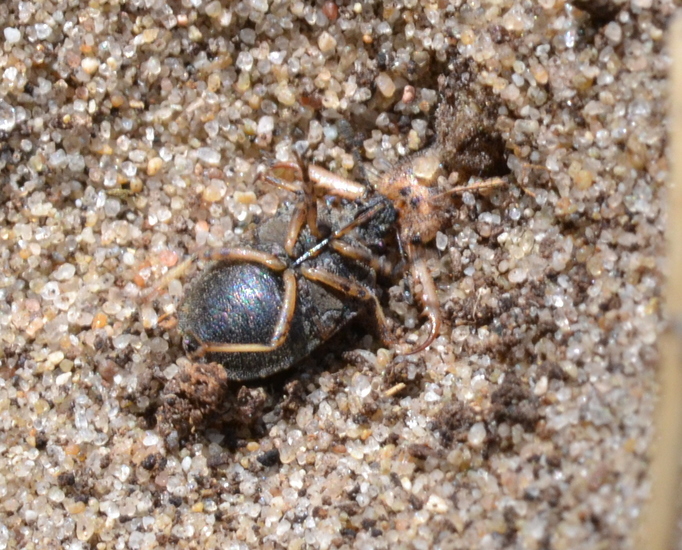 Haakjesschildwants & larve van de mierenleeuw