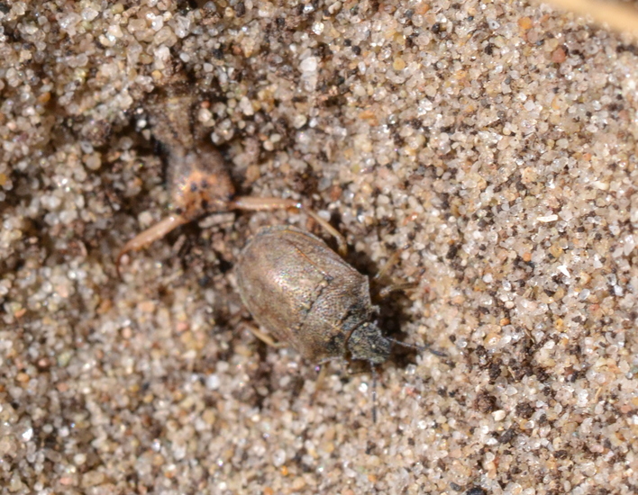 Haakjesschildwants & larve van de mierenleeuw