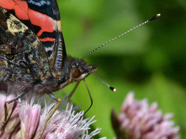 Atlanta (Vanessa atalanta)