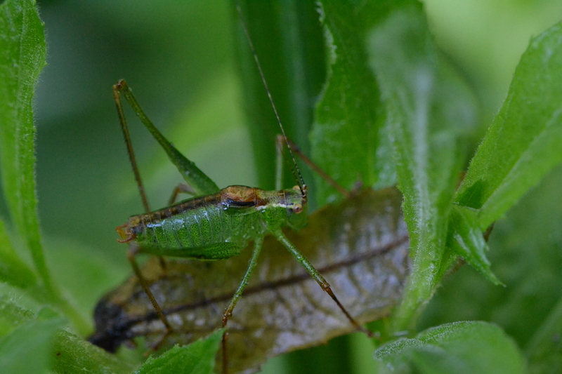 Struiksprinkhaan (Leptophyes punctatissima)