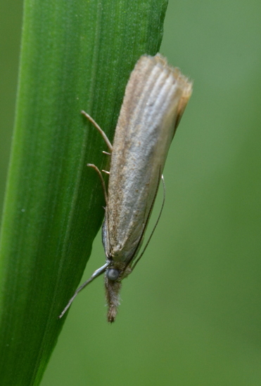 Blauwooggrasmot (Agriphila straminella)