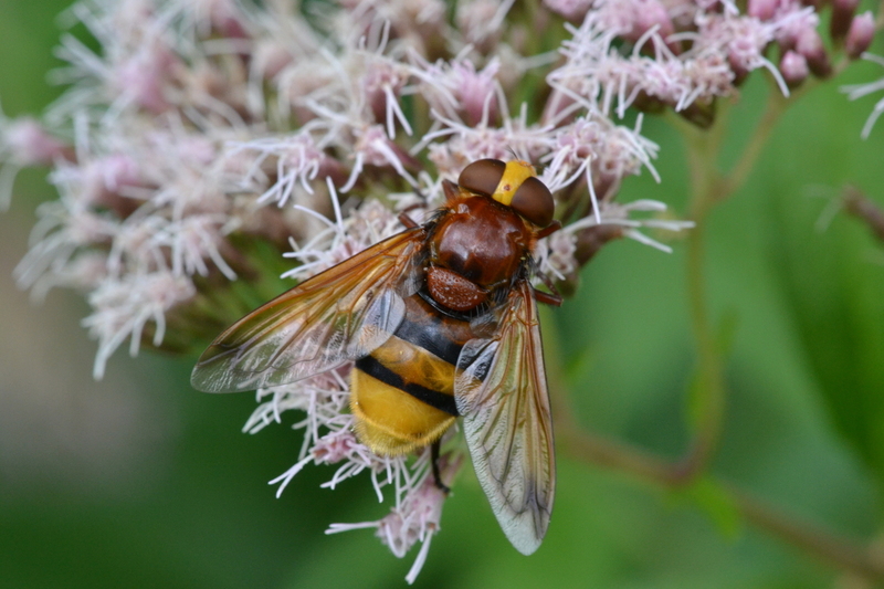 Stadsreus (Volucella zonaria)