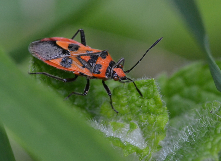 Kaneelglasvleugelwants (Corizus hyoscyami)