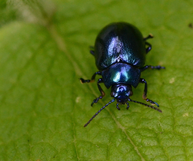 Blauwe muntgoudhaantje (Chrysolina coerulans)