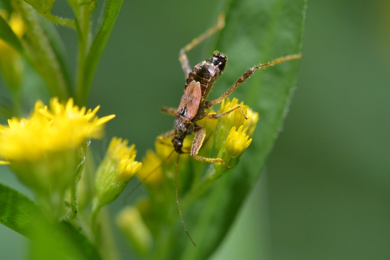 Boomsikkelwants (Himacerus apterus)