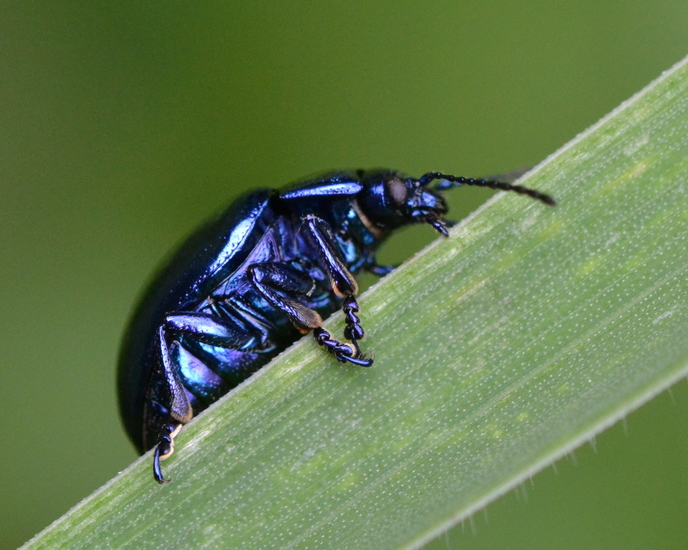 Blauwe muntgoudhaantje (Chrysolina coerulans)