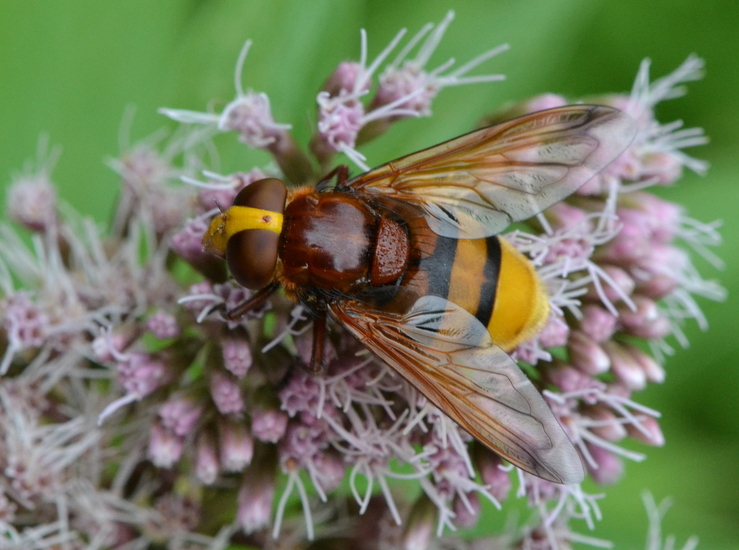 Stadsreus (Volucella zonaria)