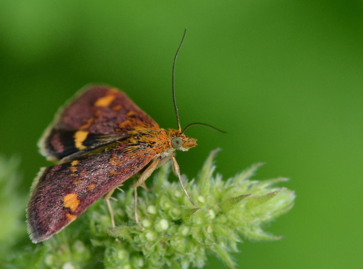 Muntvlindertje (Pyrausta aurata)