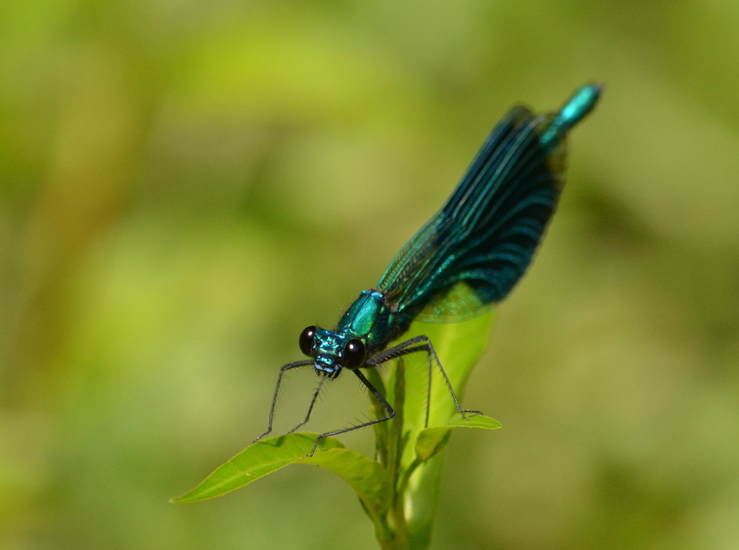 Weidebeekjuffer (Calopteryx splendens)