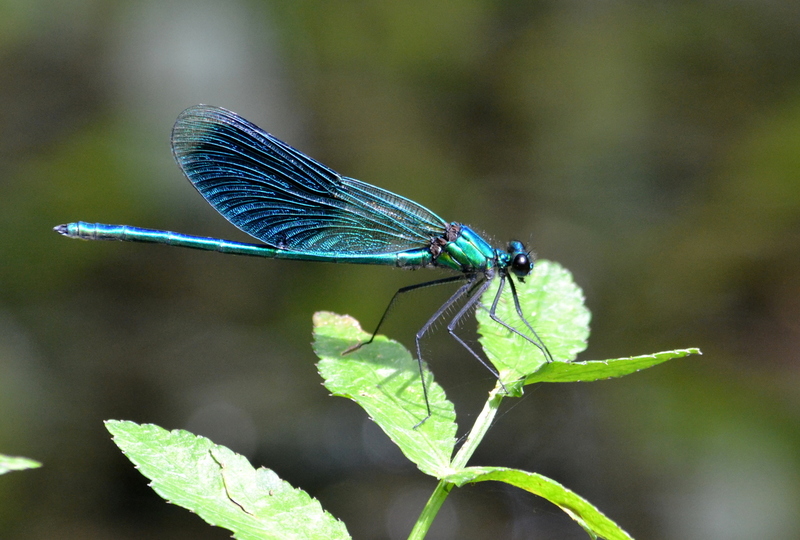 Weidebeekjuffer (Calopteryx splendens)