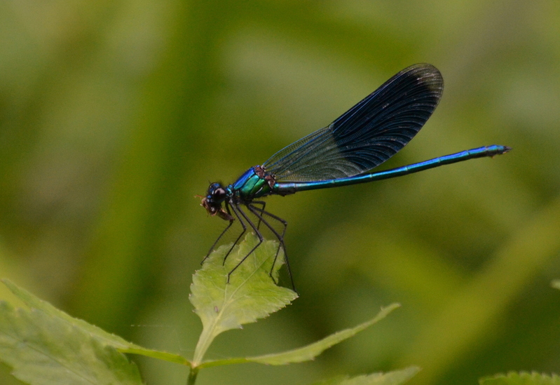 Weidebeekjuffer (Calopteryx splendens)