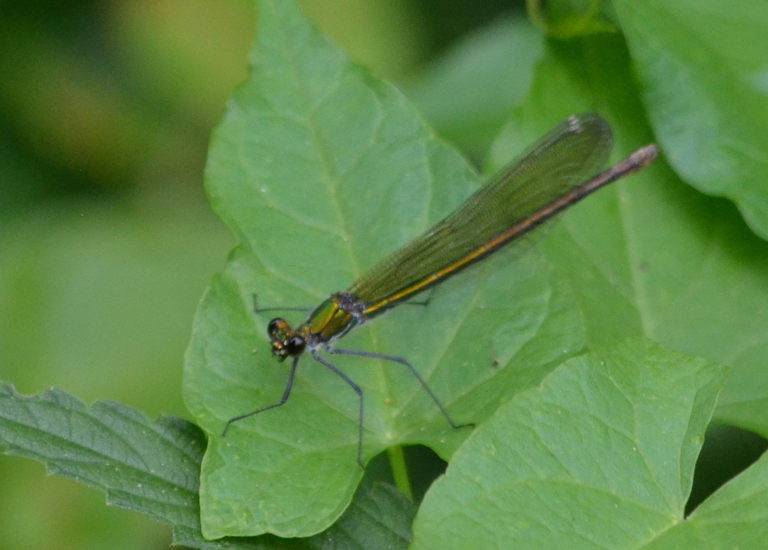 Weidebeekjuffer (Calopteryx splendens)