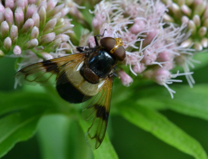 Witte reus (Volucella pellucens)