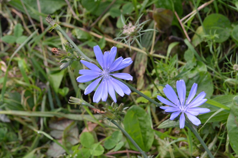 Wilde cichorei (Cichorium intybus)