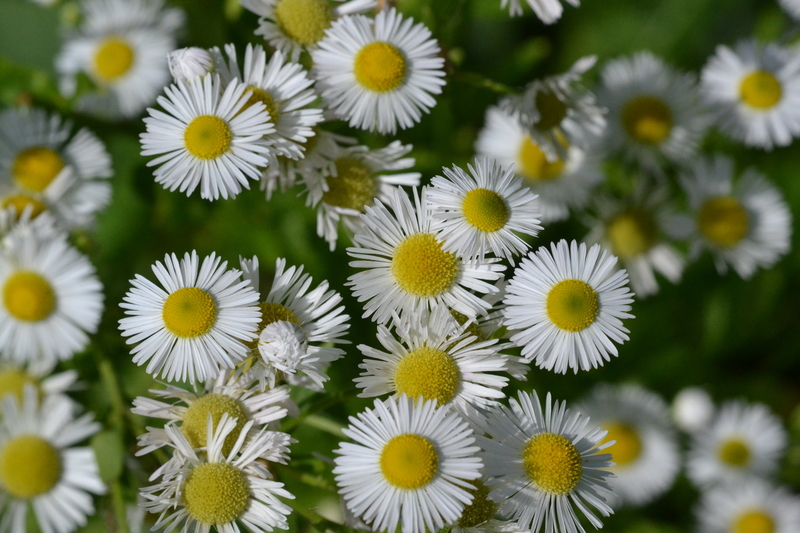 Zomerfijnstraal (Erigeron annuus)