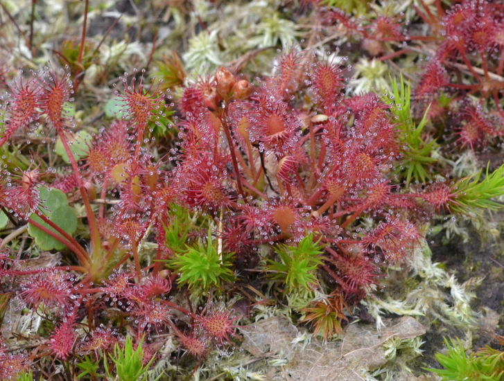 Kleine zonnedauw (Drosera intermedia)