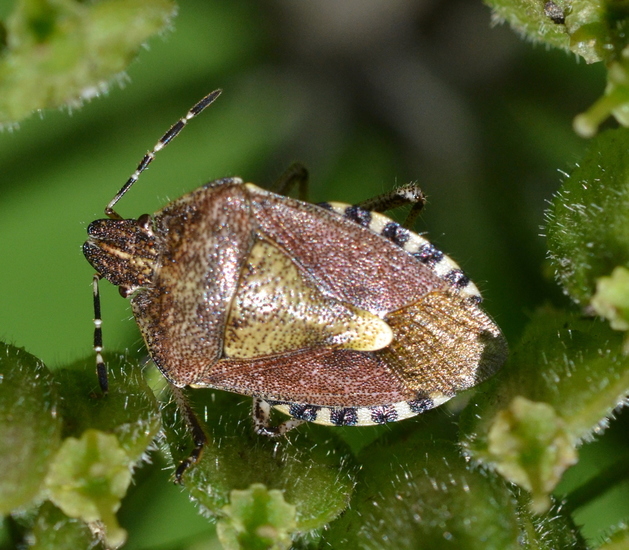 Bessenschildwants (Dolycoris baccarum)