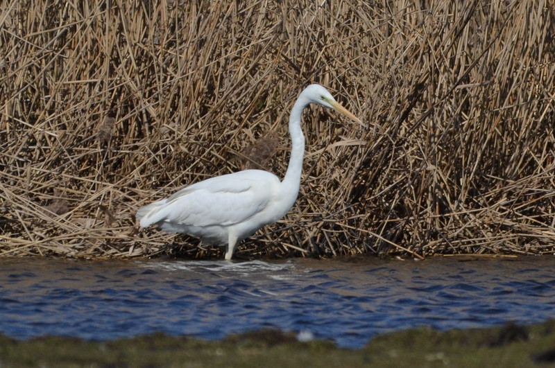 Grote zilverreiger