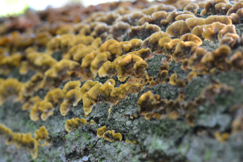 Gele Korstzwam (Stereum hirsutum)