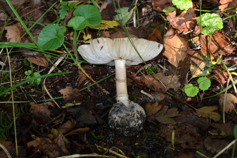 Groene knolamaniet (Amanita phalloides)